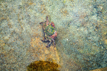 A crab in a tide pool on the California coast along the Pacific Coast Highway