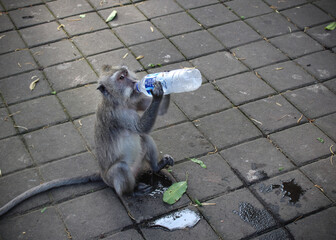 monkey drinking water from a bottle