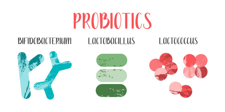 Probiotics. Lactic acid bacteria. Good microorganisms for gut and intestinal flora health. Microflora. Microbiome. Bifidobacterium, lactobacillus,  lactococcus. Vector flat cartoon illustration