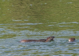 Obraz premium River otters playing in Lower American River 2020 A