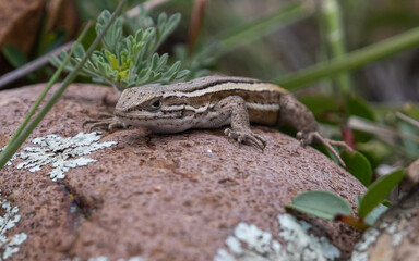 lizard on a rock