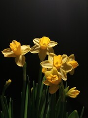 Yellow daffodils on a black background.
The photo shows yellow daffodils on a black background, which stretch to the source of artificial lighting. Decorative home flowers in a flowerpot, located clos