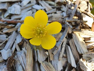 flowers on a wooden background