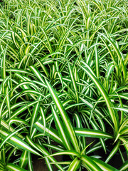 Green leaves of Spider Plant or Chlorophytum Comosum