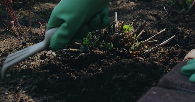 Farmer working in garden, loosening soil with rake around plants. Landscaping, farming, gardening concept