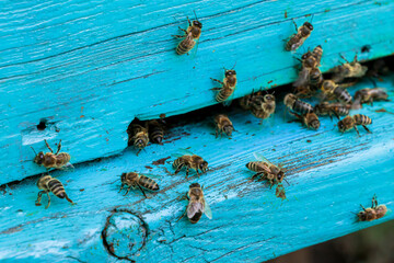 The bees near the rustic blue hive. Selective focus