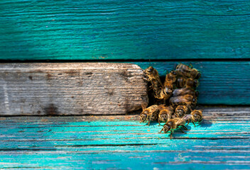 The bees near the rustic blue hive