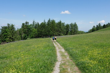 Wanderweg blühende Bergwiese Rhön