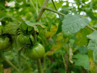 green tomatoes on the vine