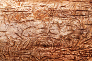 wooden background with patterns from wood beetles, hieroglyphs on a blackboard