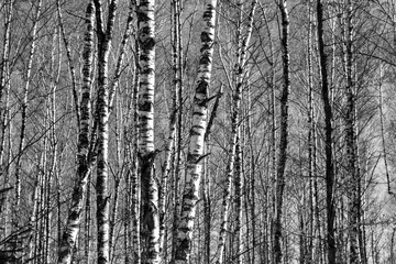 Obraz premium Birch grove on a sunny spring day, landscape banner, huge panorama, black-and-white