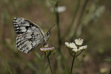 butterfly on a flower