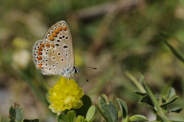 butterfly on a flower