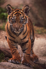 Sumatran tiger kitten