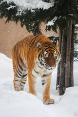 Portrait closeup bengal tiger walking on the snow under pine tree in winter season which fur prevent from cold weather. Wild life concept.