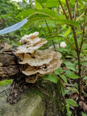 mushrooms in the forest