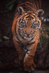 Sumatran tiger kitten