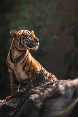 Sumatran tiger kitten