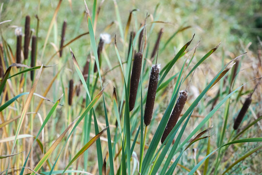 Cattail or bulrush growing on riverbank