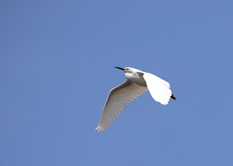 Great egret flying against a clear blue sky