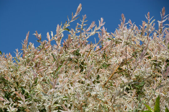Willow With Variegated pink white green Leaves In Spring sun