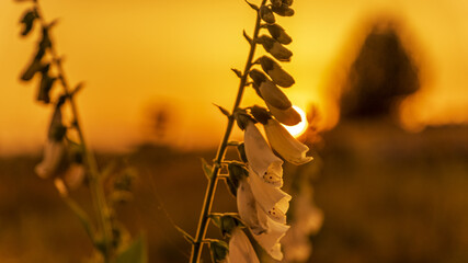 Lüneburger Heide am Morgen 