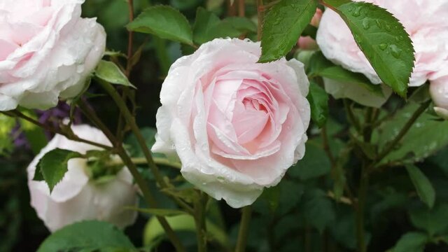 Pink Olivia rose by David Austin in summer cottage garden