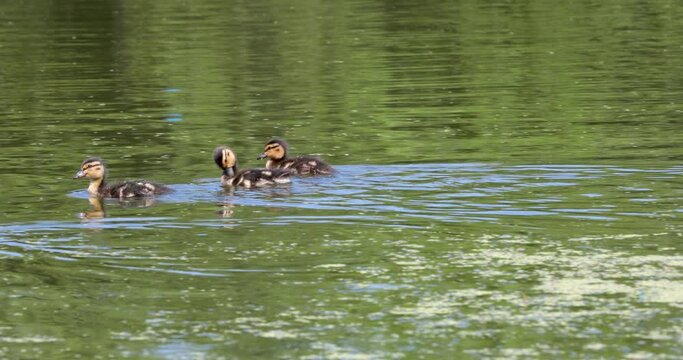 Little ducklings swim in the pond in search of food. Close-up