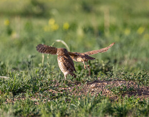 Burrowing owl flying away from burrow