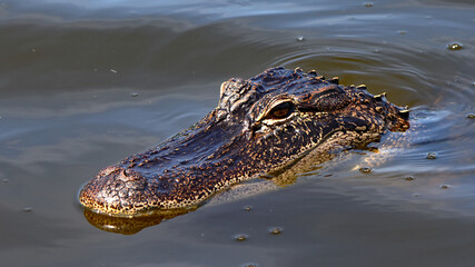 Head shot of an American alligator