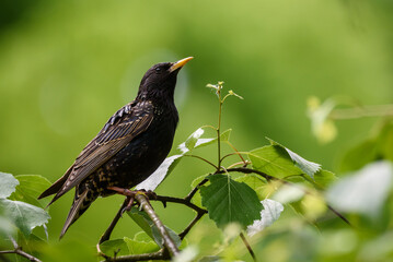 Selective focus photo. Starling bird on tree.