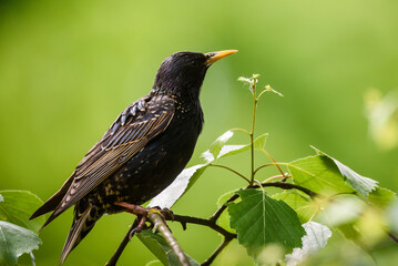 Selective focus photo. Starling bird on tree.