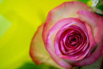 Fototapeta na wymiar pink rose on yellow background