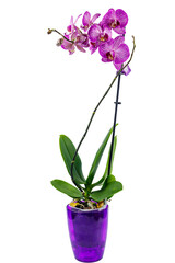 Orchid phalaenopsis in flower pot isolated on white background