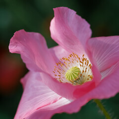 Pink poppy on a wonderful background. Pink tender, air, life-giving poppy.Blooming pink poppy against a green grass
