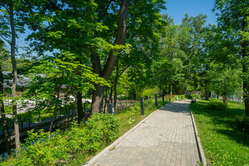 Summer park trees and alleys on a sunny day.