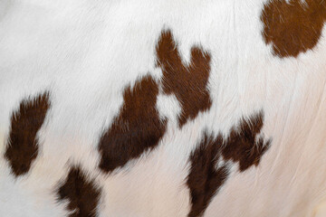 The skin of a white cow with brown spots. Animal fur. Natural background. Warm fluffy surface.