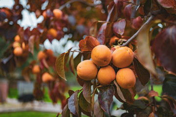 Tasty exotic persimmon fruits on tree branches with orange and yellow leaves, ripe persimmons...