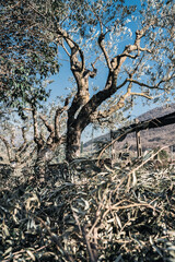 Fototapeta na wymiar Cut dry branches of olive tree on the ground on olive tree plantation, process of pruning trees for better growing and harvesting in springtime