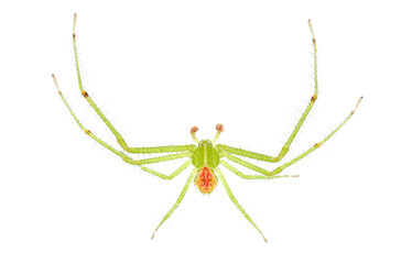 Crab spider isolated on white background, Heriaeus sp.