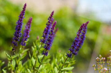 Szałwia - Salvia fioletowe kwiaty © photogam