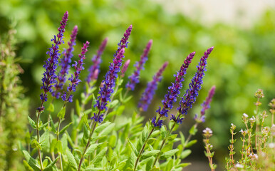 Szałwia - Salvia fioletowe kwiaty © photogam