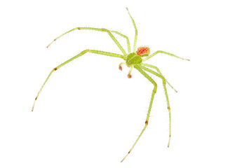 Crab spider isolated on white background, Heriaeus sp.