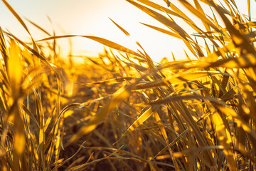 field with grass in golden summer flowers nature