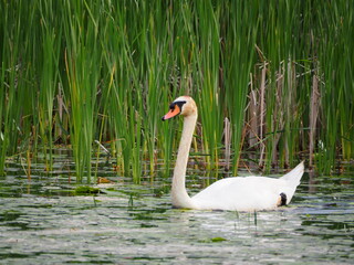 A swan on Lake Lansing against colorful marsh background