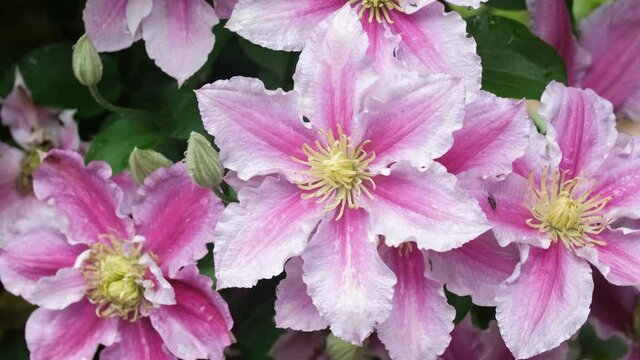 beautiful clematis piilu flowers in summer garden