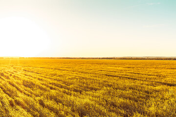 field with grass in golden summer flowers nature