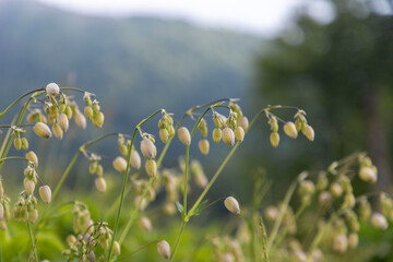Silene vulgaris, Campion of the bladder or maidenstears, It is native to Europe, where it is eaten...