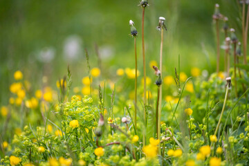 Ranunculus acris or buttercups. Common names include meadow buttercup, tall buttercup, common buttercup and giant buttercup.