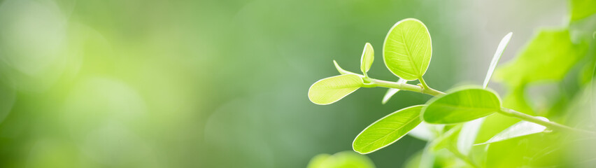 Closeup of beautiful nature view green leaf on blurred greenery background in garden with copy space using as background cover page concept.